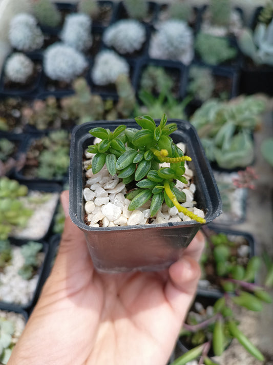 Peperomia nivalis