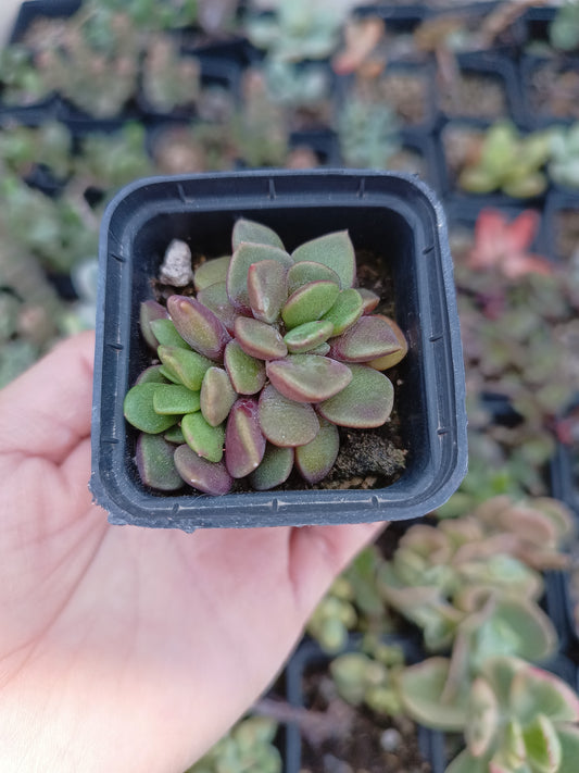 Anacampseros rufescens