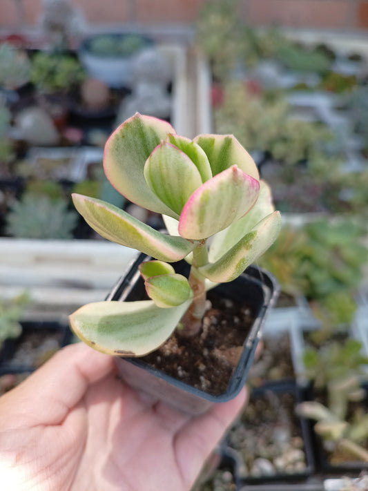 Crassula ovata variegata