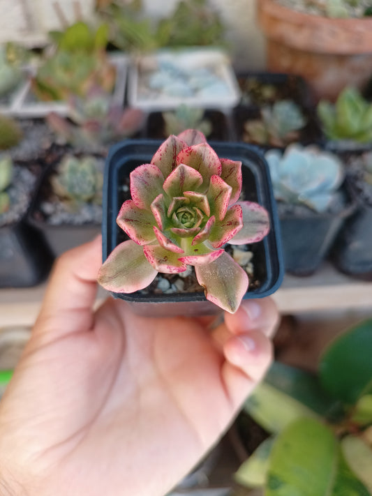 Aeonium 'Sweet Tea'