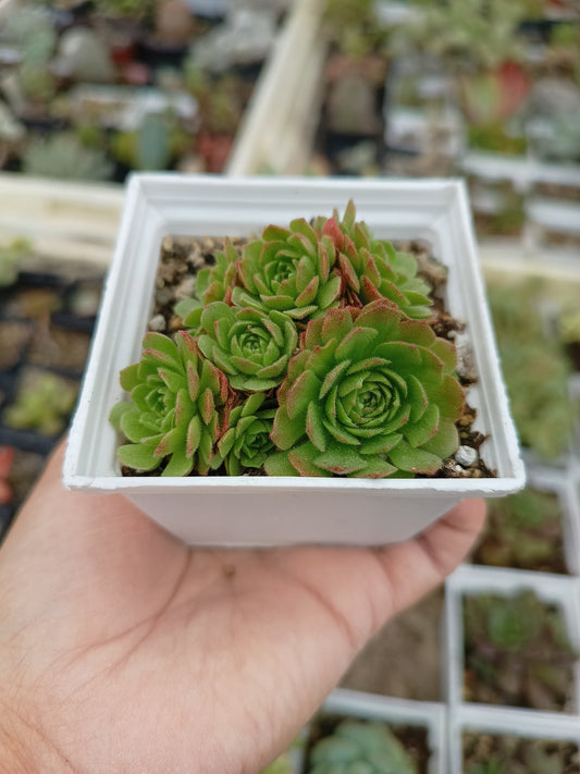 Rosularia platyphylla