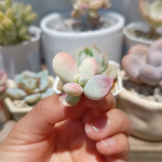 Cotyledon orbiculata var. oophylla variegata
