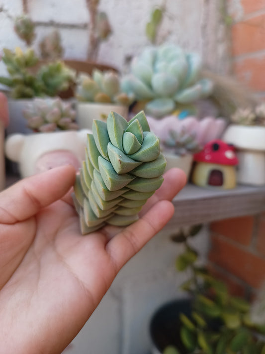 Crassula moonglow