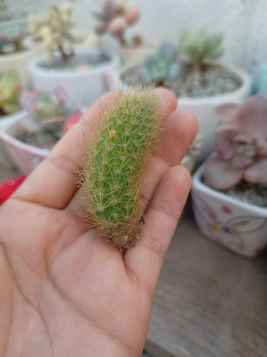 Cleistocactus colademononis