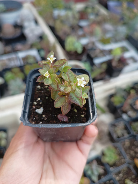Crassula volkensii