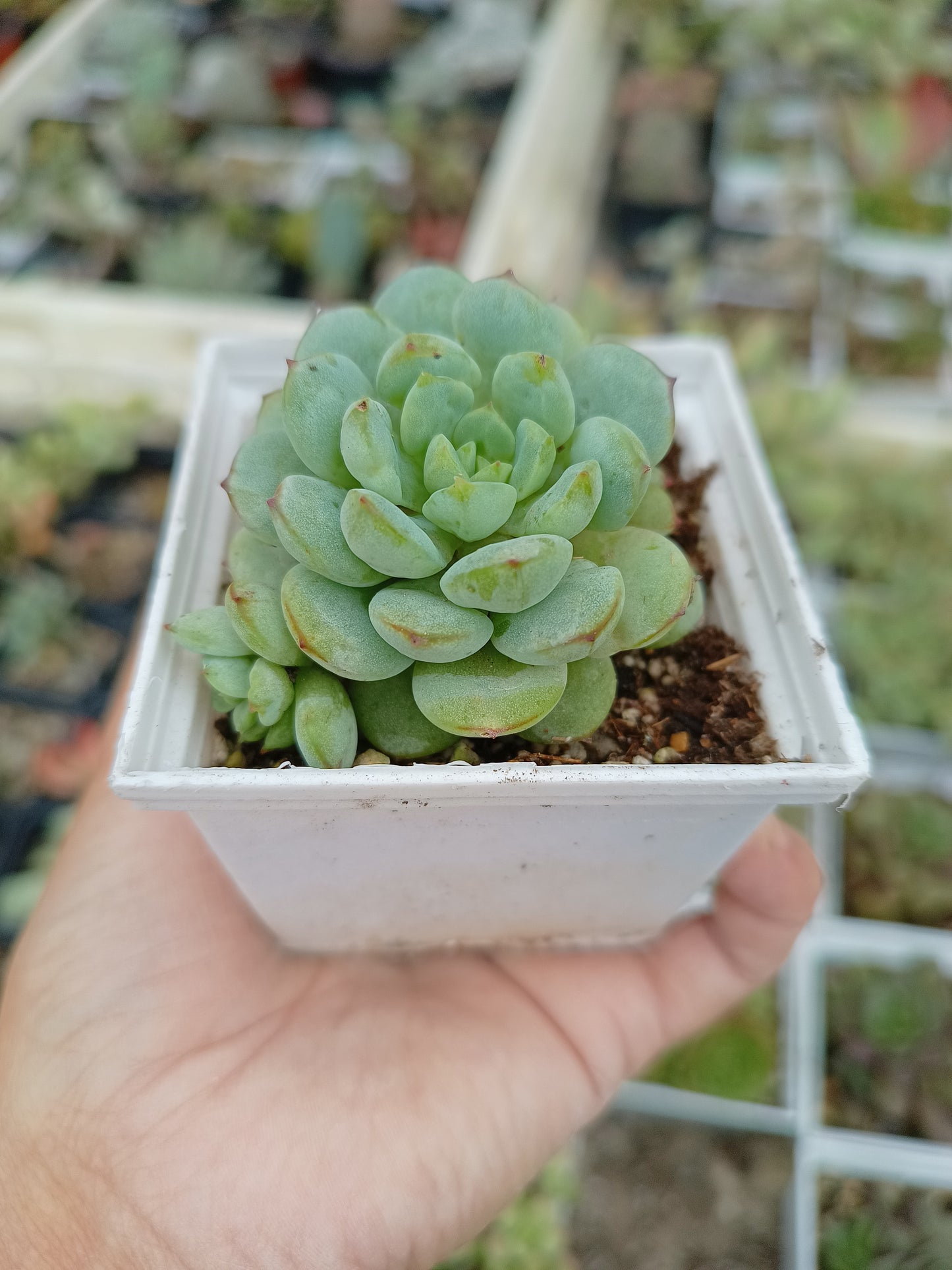 Echeveria derenbergii
