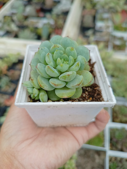 Echeveria derenbergii