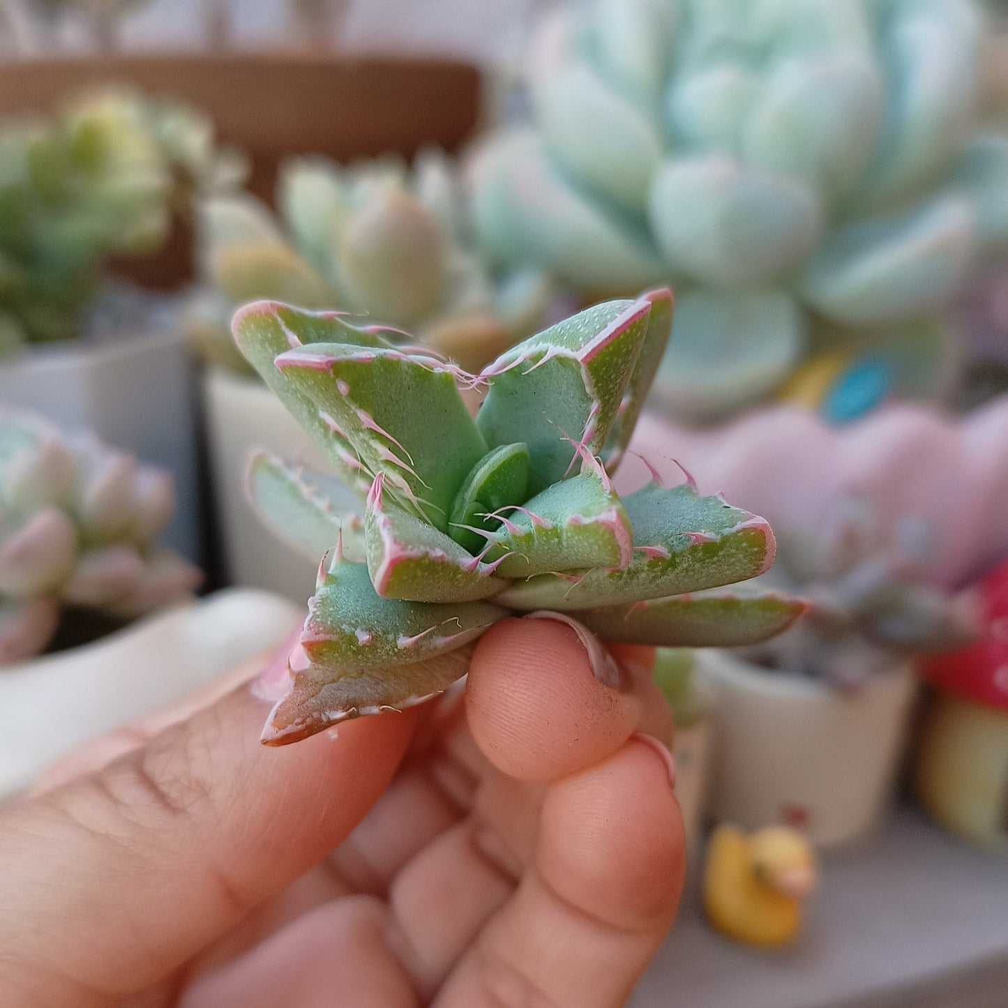Faucaria tigrina