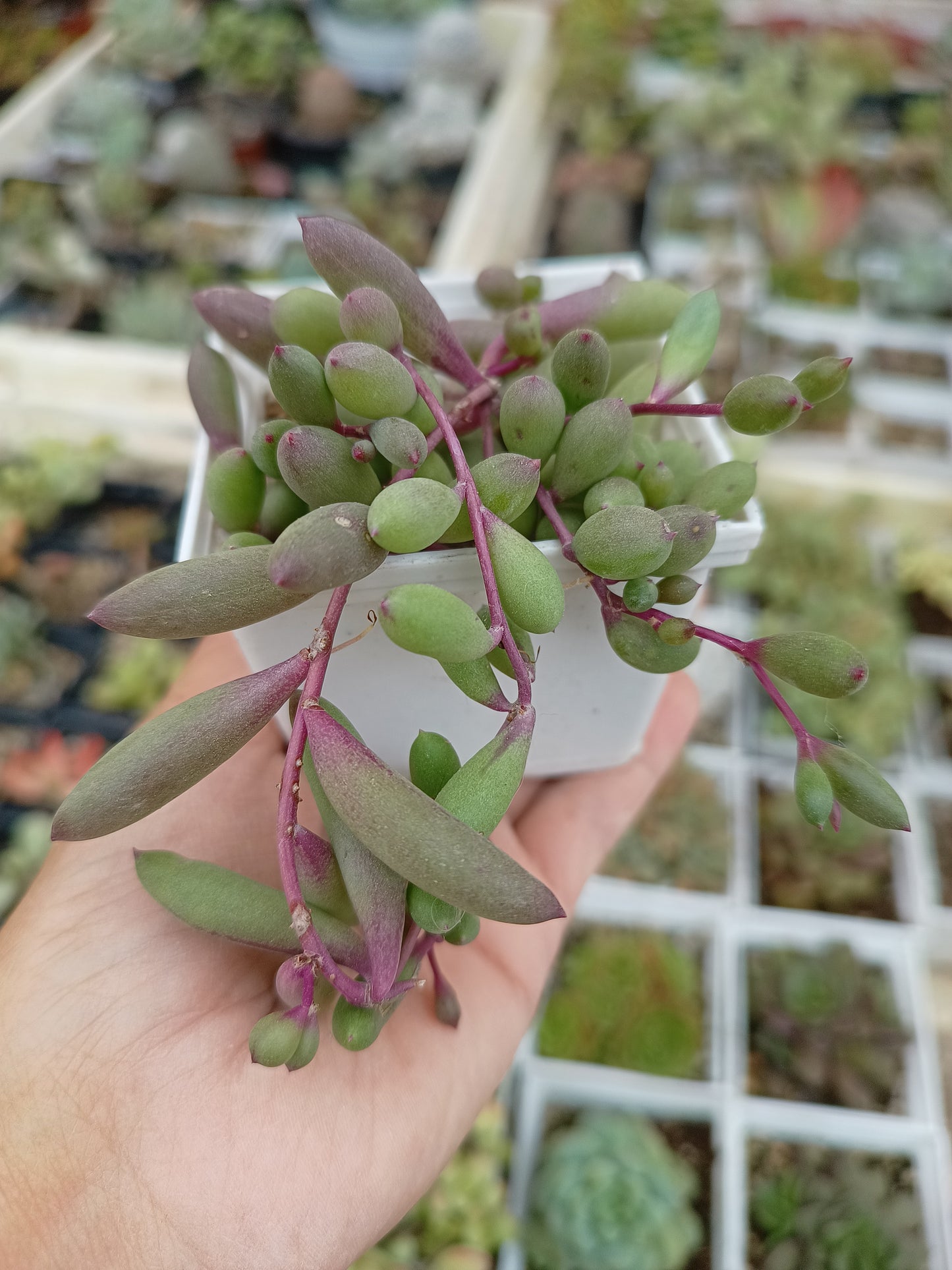 Othonna capensis