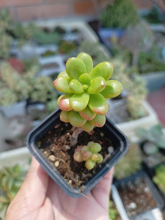 Sedum lucidum