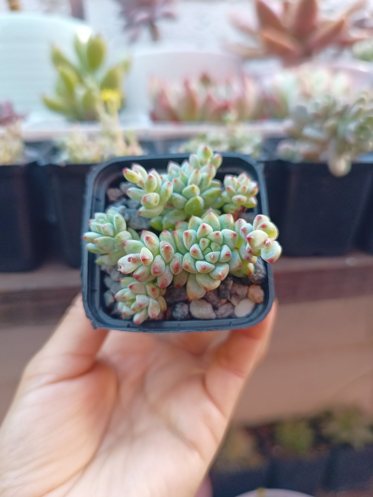 Sedum perezdelarosae