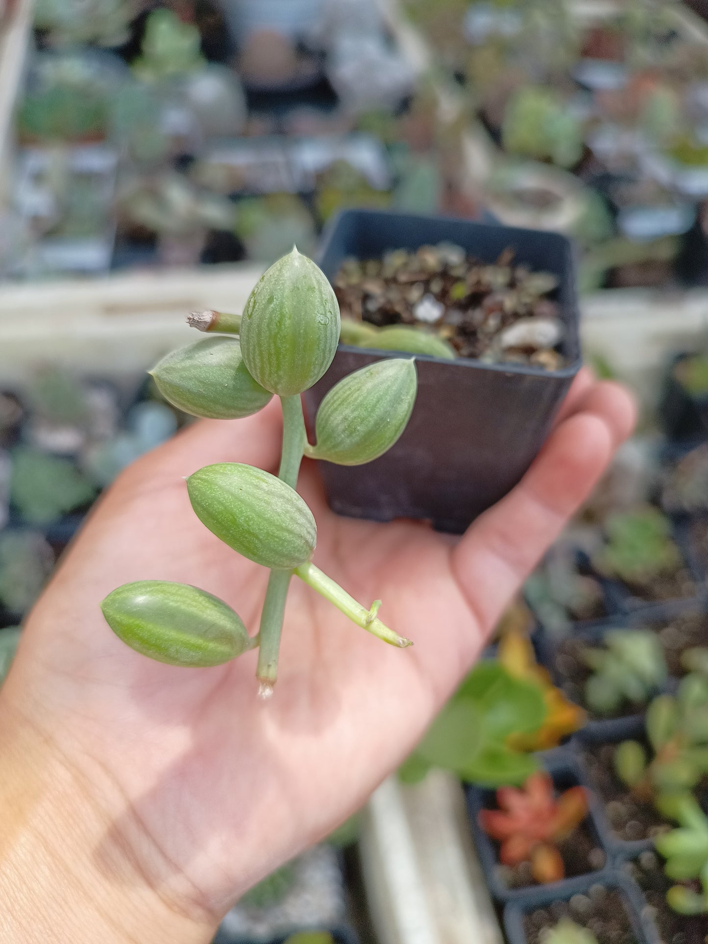 Senecio herreianus