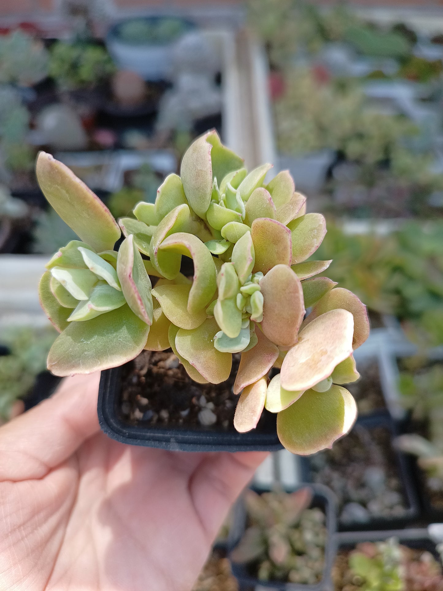 Cotyledon undulata