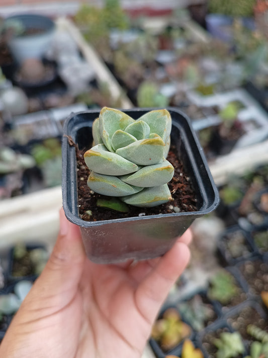 Crassula moonglow