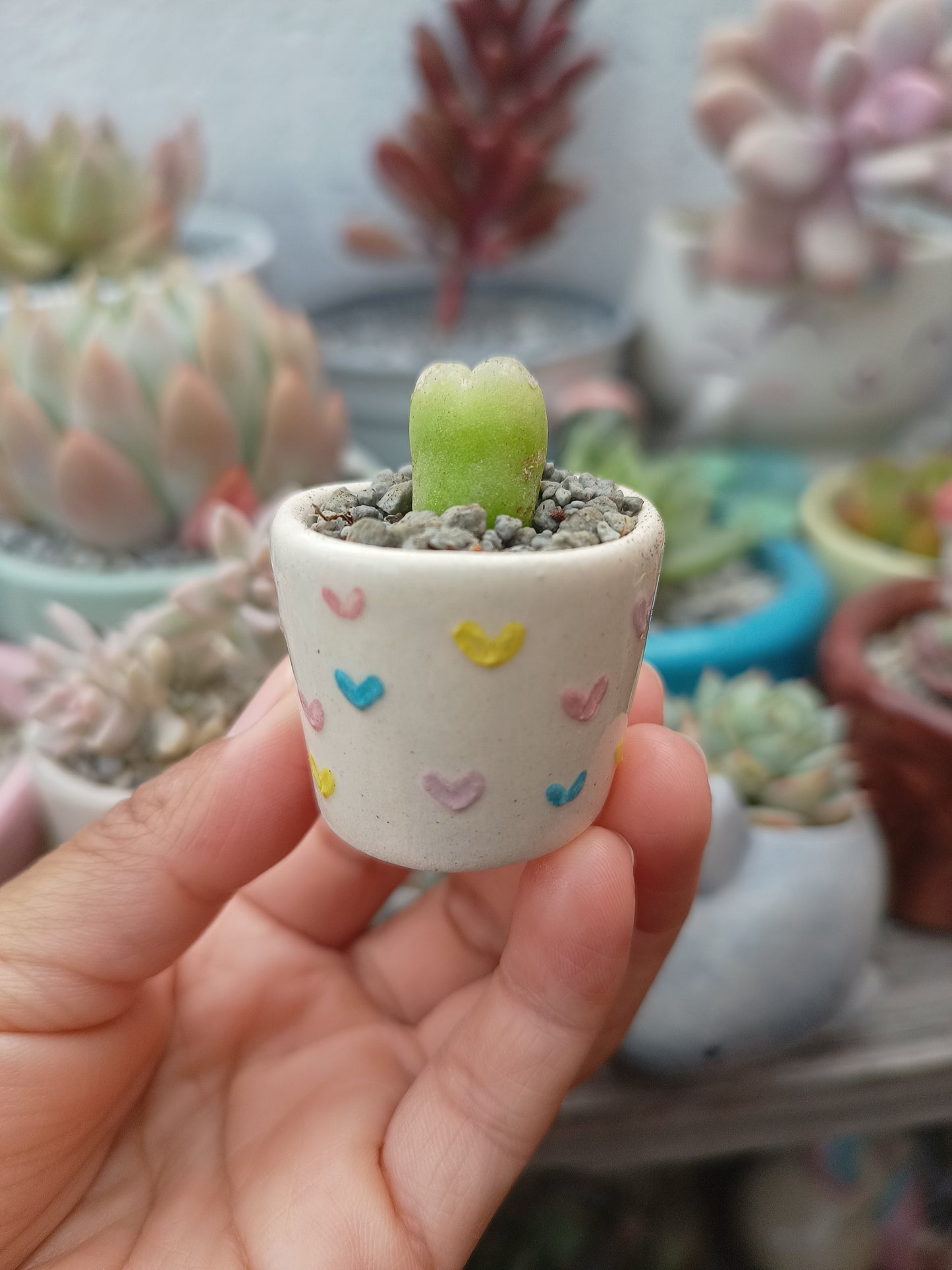 Conophytum maughanii