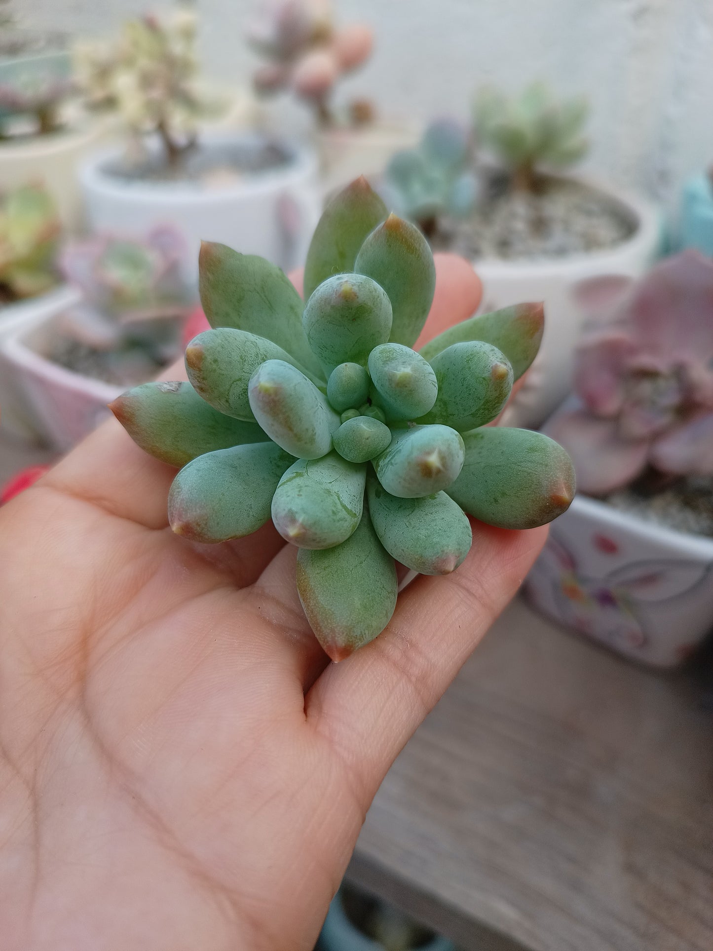 Híbrido de Pachyphytum