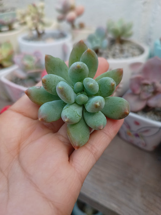 Híbrido de Pachyphytum